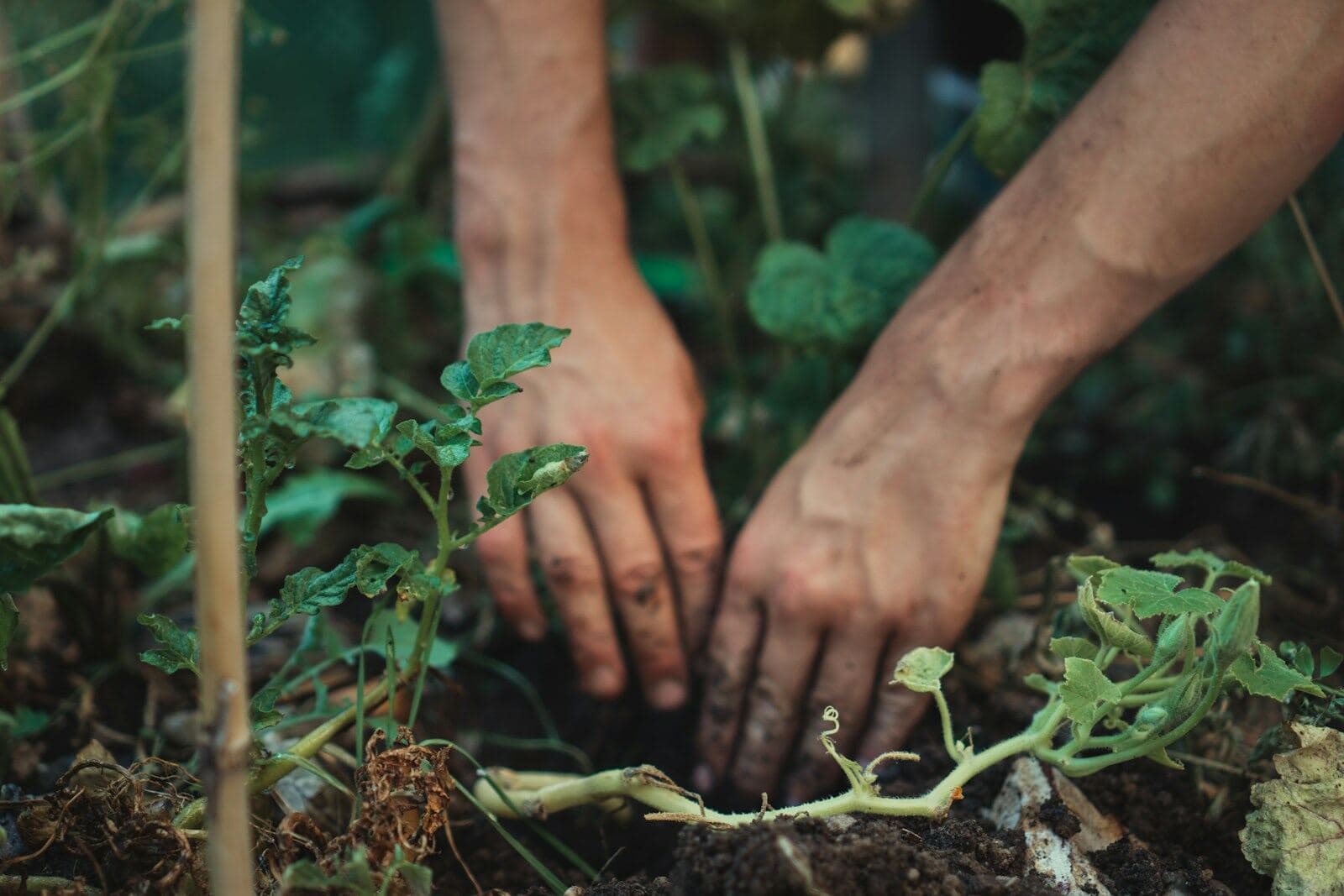 Two hands pressing soil around a young seedling in a garden bed
